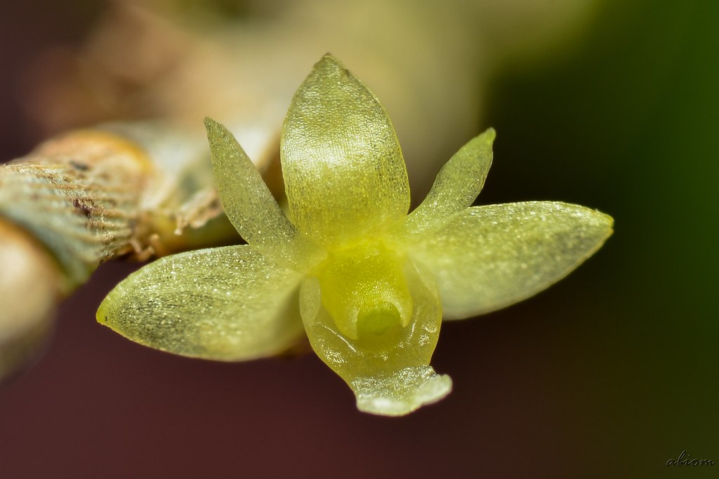 Dendrobium aloifolium