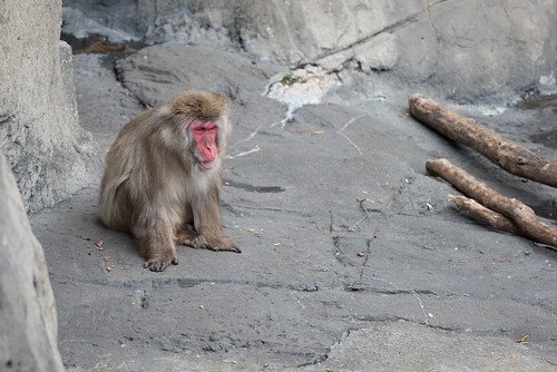 Snow Monkey in Central Park Zoo