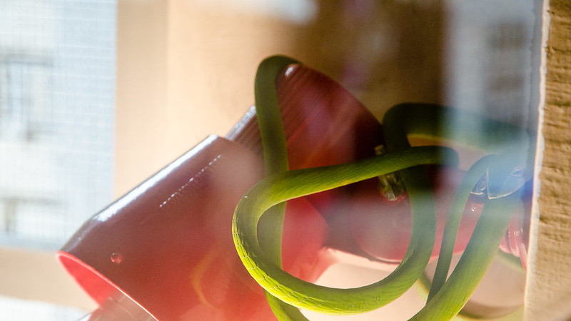 A green snake in Bukit Gambang Resort City Safari Park