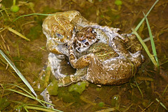 Natterjack Toads (Epidalea calamita) male frenzy on a single female