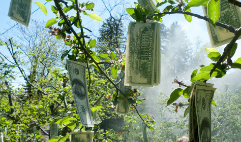 Money on trees