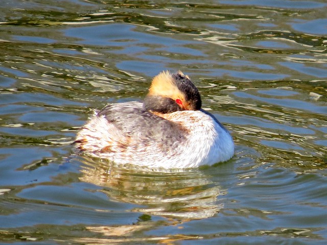Horned Grebe at Lake Bloomington in McLean County, IL 14
