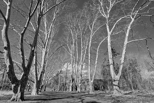 trees blackandwhite landscape newjersey shadows somerset haybarn atx124afprodx dukefarms d7100 ononesoftware tokina1224dxii viewnx2 photoshopelements12 perfecteffects9