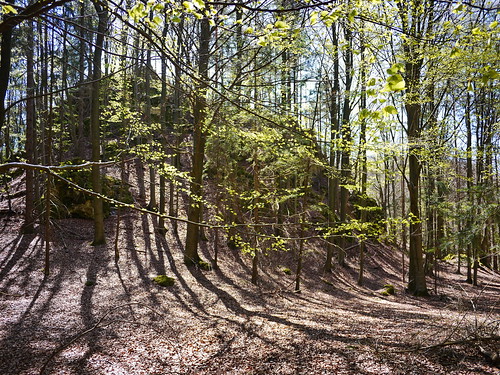 nature landscape photography woods shadows franconia franken reginahoer