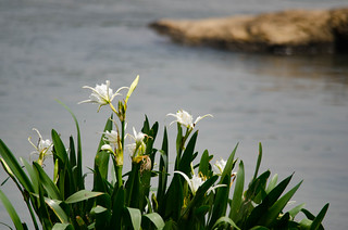 Lansford Canal Spider Lilies-44