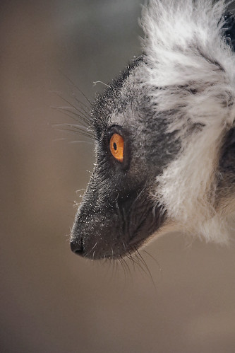 lemur tmavý pavel conka canon eulemur macaco czech