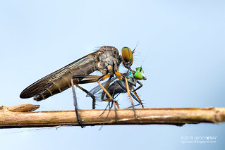 Robberfly (Asilidae) preying on Long-legged fly (Dolichopodidae) - DSC_5978
