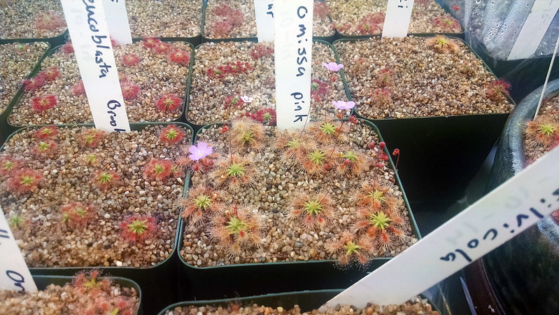 Drosera omissa with lots of flowers.