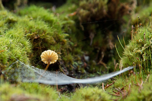 The Mushroom & the Web