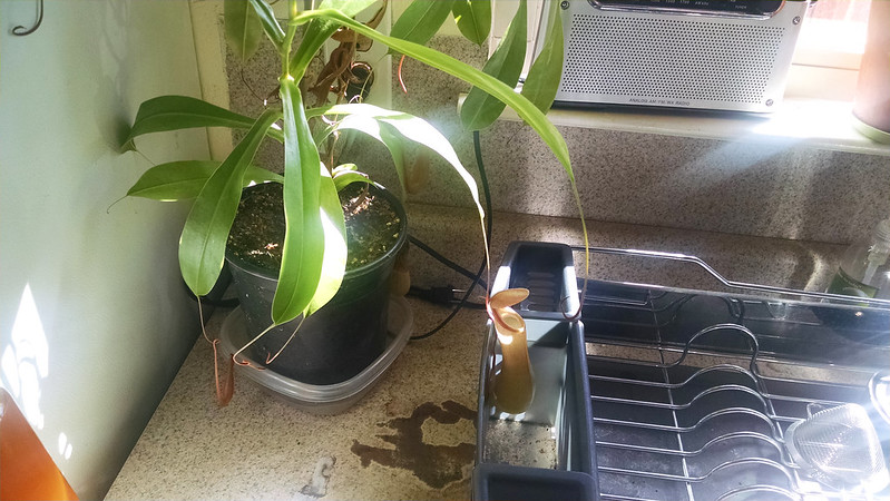 Nepenthes ×ventrata.