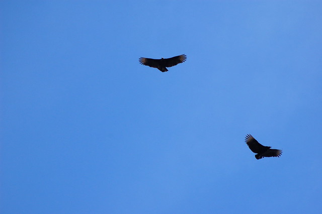Pair of Black vultures