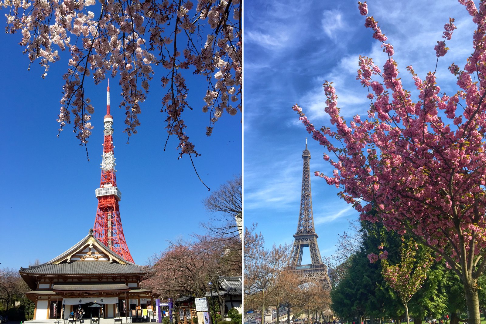 Sakura, Cherry blossoms at Tokyo Tower and Eiffel Tower