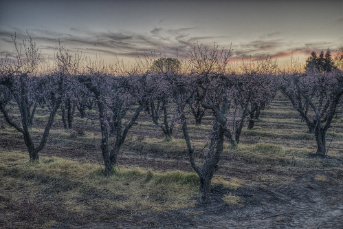 california pink sunset unitedstates orchard rows pinkflower riverbank hdr peachblossoms peachorchard photomatix topazlabs peachblooms sonya99