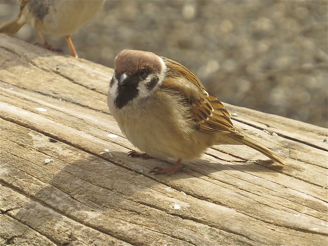 Eurasian Tree Sparrow at Sugar Grove Nature Center in McLean County, IL 03
