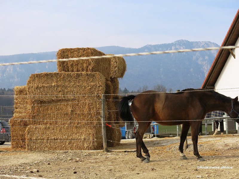 Hay for the horses
