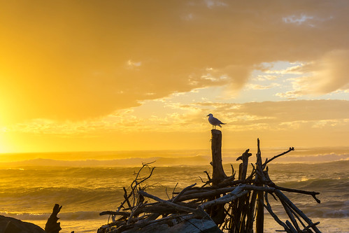 sunset newzealand seagulls beach events westcoast hokitika westcoastnz