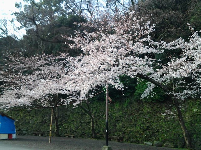 9808和歌山城的櫻花