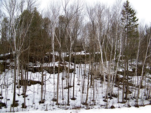 snow ontario canada forest spring hill mypics arden
