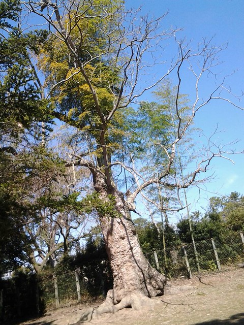 9336的樹中之竹