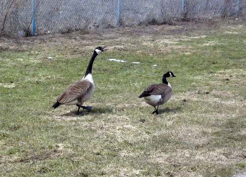 Geese!