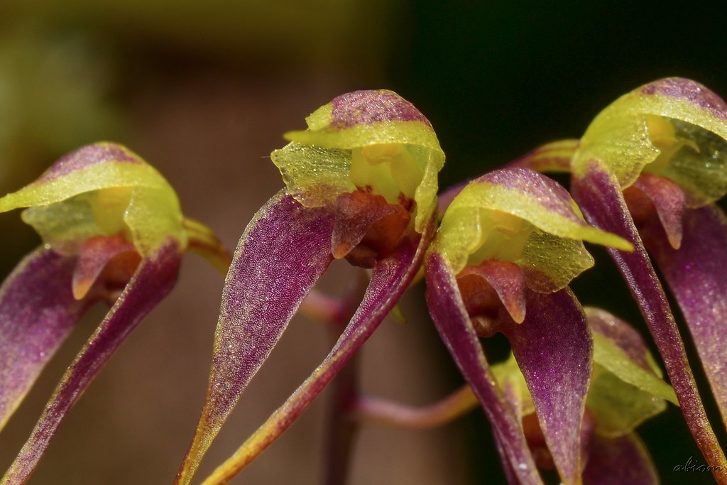 Bulbophyllum planibulbe