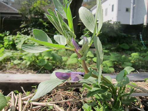 紫空豆