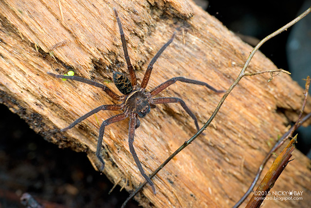 Huntsman spider (Heteropoda sp.) - DSC_4487