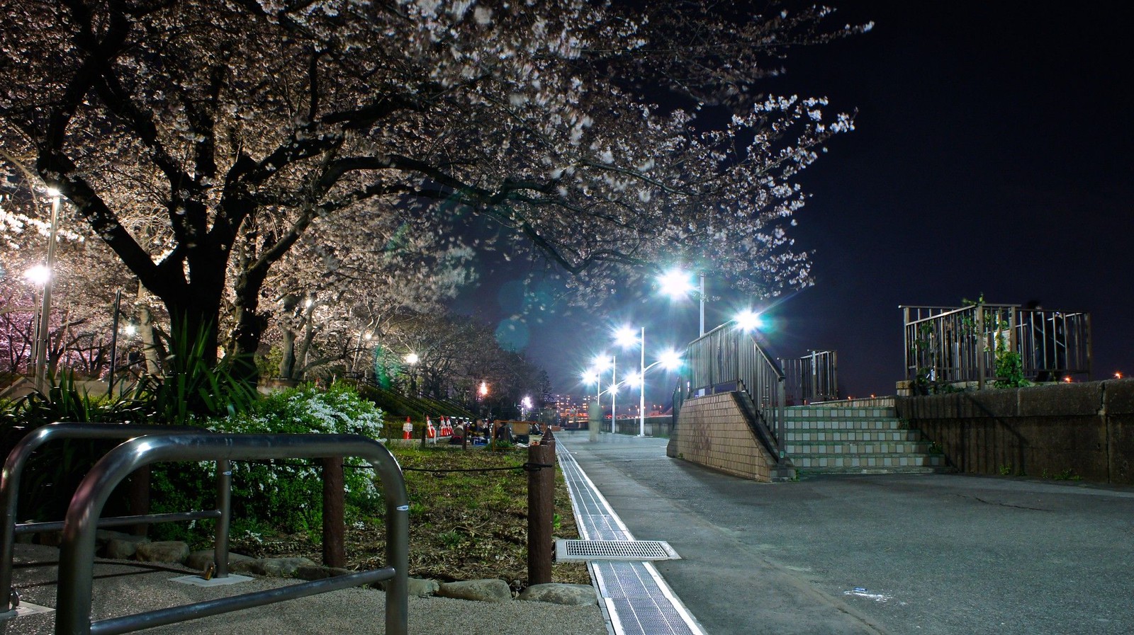 Sakura, Cherry Blossoms and Skytree
