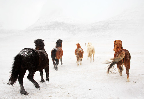 winter canon landscape iceland panoramas east canon5d wrestler icelandichorse canonphotography winterphotography winterhorses icelandhorses fáskrúðsfjörður icelandlandscape robertwhittaker canoniceland icelandicwinter icelandphotography sazzoo robwhittaker robwhittakerphotography sazzoocom robertwhittakerphotography ©robwhittakerphotography iceland2015 robwhittakertravel 5dphotography