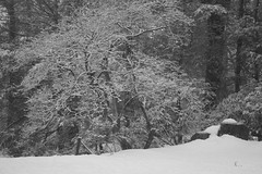 snow on trees IMG_1935