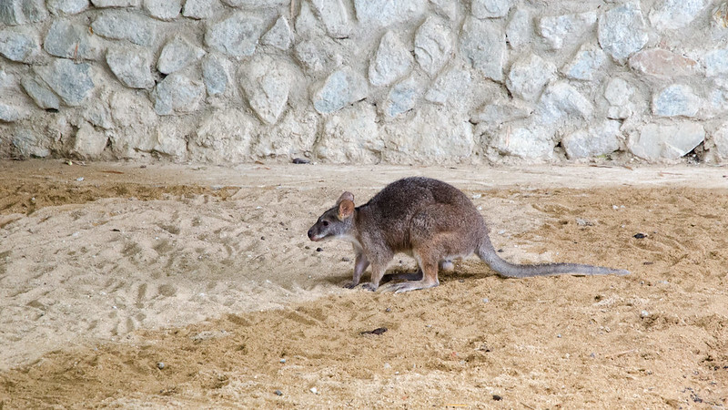 The world's smallest kangaroo at Bukit Gambang Safari Park