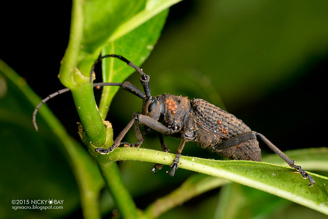 Longhorn beetle (Trachystola granulata) - DSC_4518