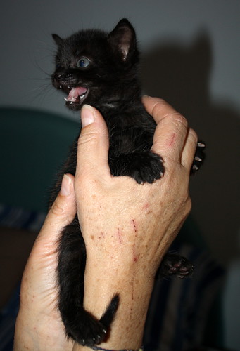 Sultán, gatito pantera criado a biberón, nacido en Febrero´15, en adopción. Valencia. ADOPTADO. 16859563136_ced2d7e8f9