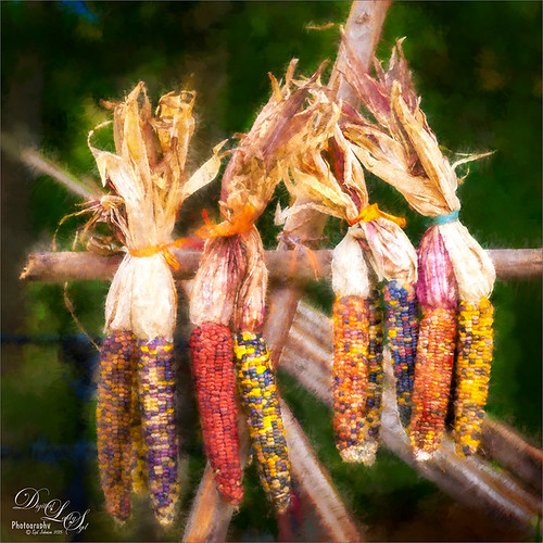 Image of Drying Corn from the Native American Festival