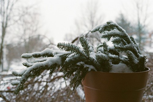 snowy pine needles