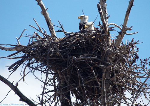 nest wildlife baldeagle idaho nounan
