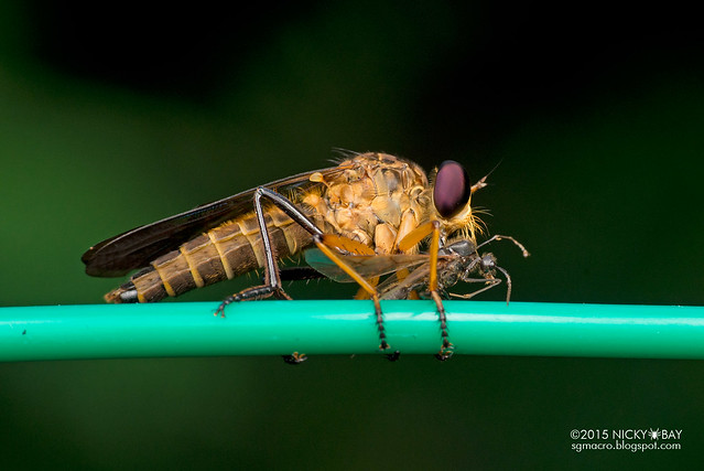 Robberfly (Asilidae) - DSC_3905