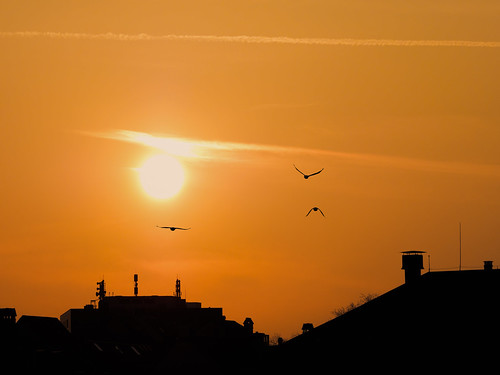 sunset orange sun black birds silhouette night switzerland evening olympus bern setting omd em1