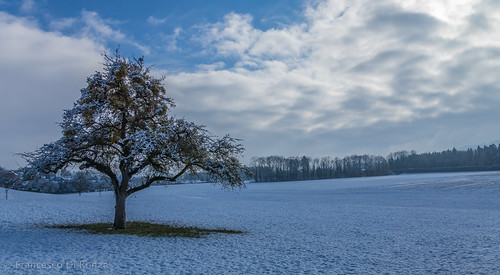 schnee snow tree nature landscape schweiz natur landschaft baum sanktgallen zuzwil züberwangen