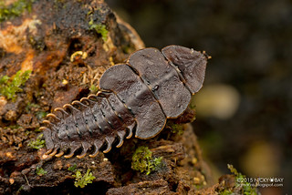 Trilobite beetle larva (Platerodrilus sp.) - DSC_2983