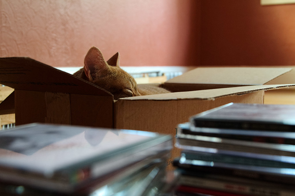 Our cat Sam sleeps in a cardboard box
