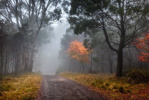 autumn leaves fog canon foggy australia victoria anzacday mountmacedon mtmacedon memorialmountmacedonvictoriaaustraliaau