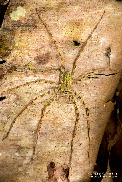 Huntsman spider (Sparassidae) - DSC_2671