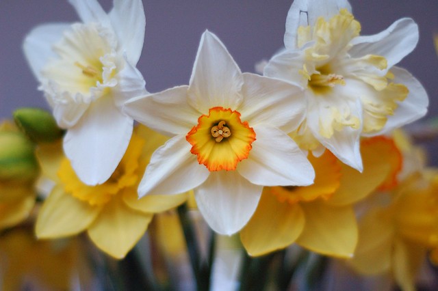 Assorted narcissus (daffodils) by Eve Fox, the Garden of Eating, copyright 2015