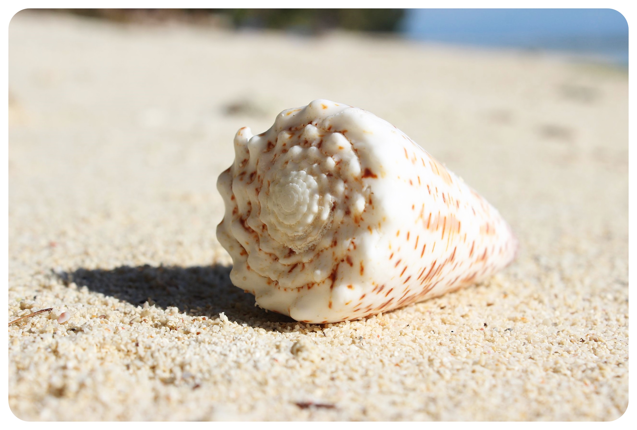 siquijor sea shell
