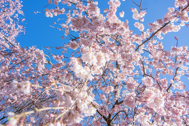 桜＠新宿御苑