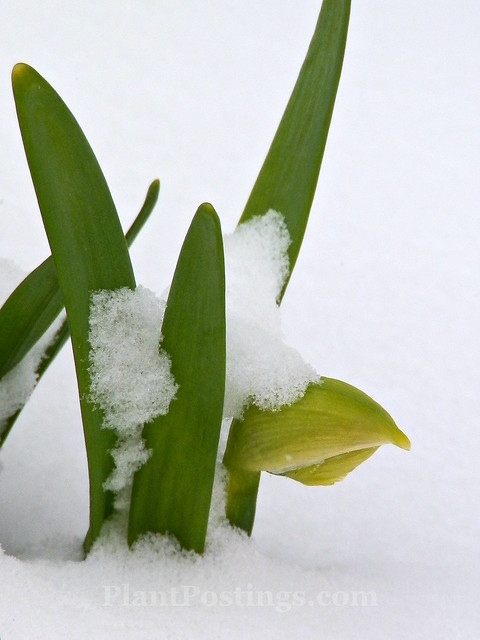 snow & daffodil