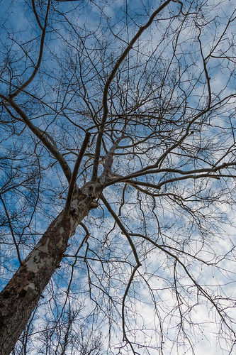 sky usa plant tree nature leaves america leaf al stem unitedstates united alabama location states childersburg