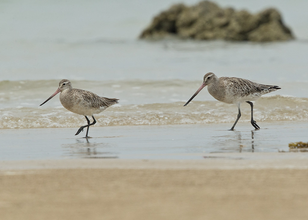 Bar-tailed Godwit   Thailand