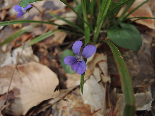 The first violets of season have appeared at Occoneechee State Park Virginia